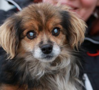 Ralph, abbandonato in autostrada completamente cieco, è stato salvato da una nostra operatrice