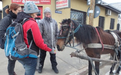 Cavalla morta di stenti a Calarasi (Romania)Animals’ Angels denuncia il proprietario
