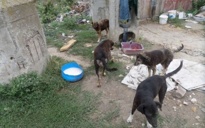 Finalmente chiuso il canile Spike di Cernavoda