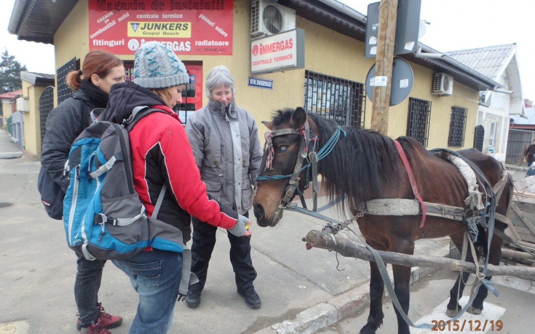 Mare abused to death in Calarasi (Romania) Animals’ Angels reports the owner