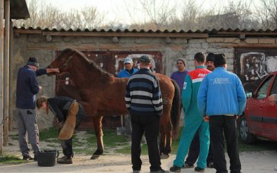 “The horse week”: a successful initiative