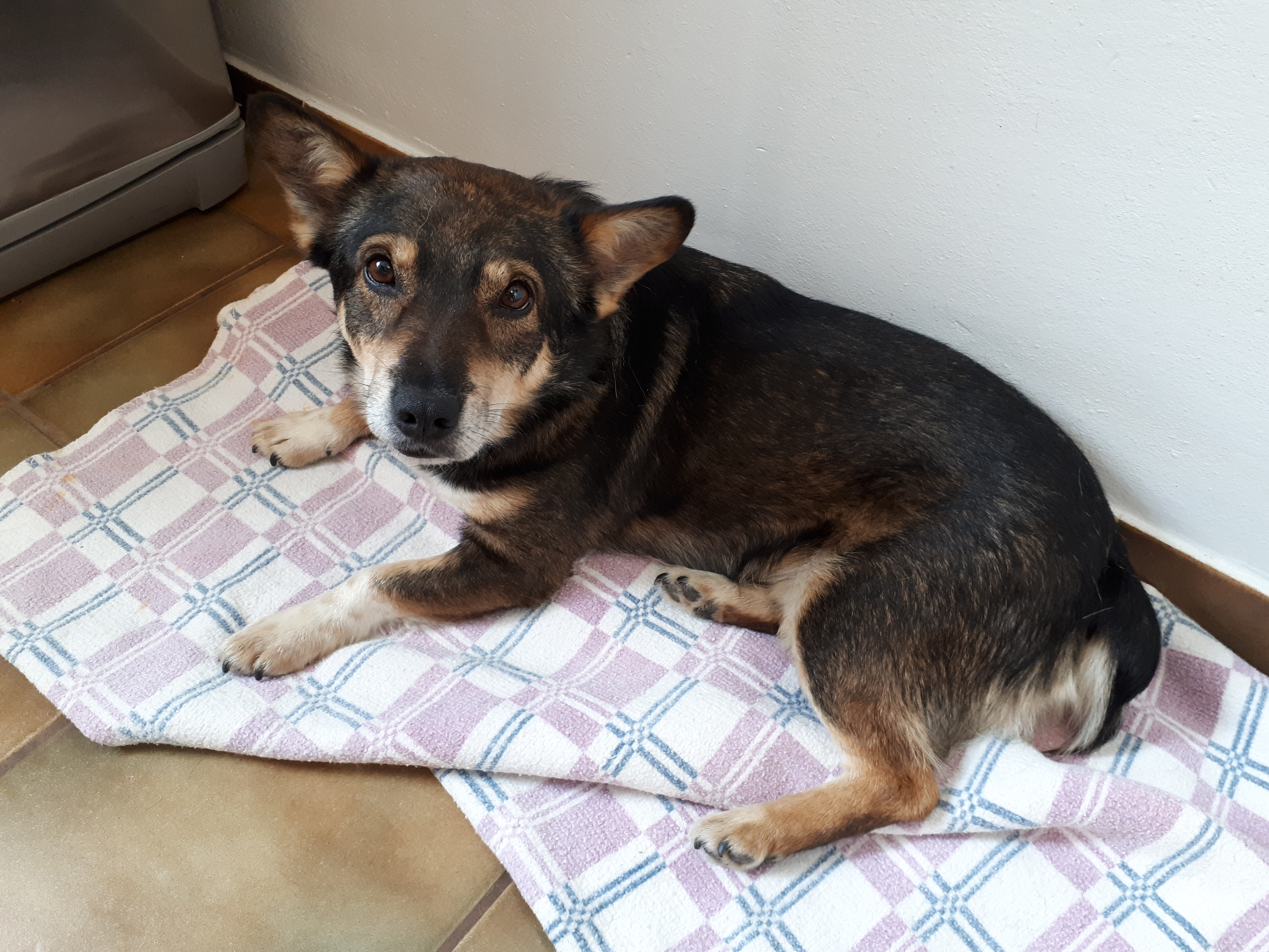 Guarda i lieto fine dei cani salvati da Ovidiu