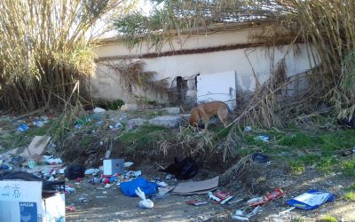 Al via il 1° progetto per cani del Sud