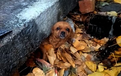 Un salvataggio da raccontare!