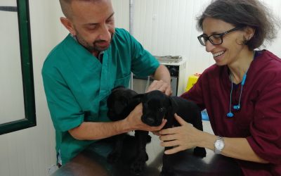Superate le 200 sterilizzazioni in Italia