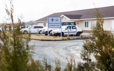 La pandemia non ferma la clinica in Romania