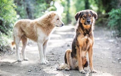Animali nella costituzione, lettera a Draghi dalle associazioni