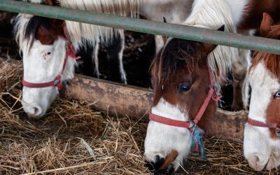 I cavalli sono salvi!