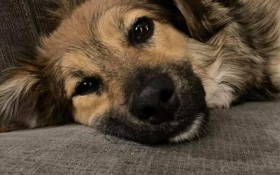 Love has no limits: look at Wally and his new family!