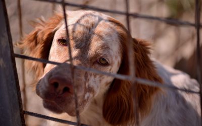 Il randagismo in Calabria visto da vicino
