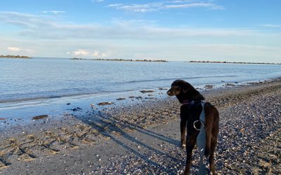 Un lascito di speranza per cani come Celeste