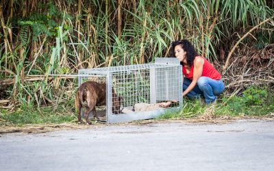 I cani raggiunti in Campania nel 2020