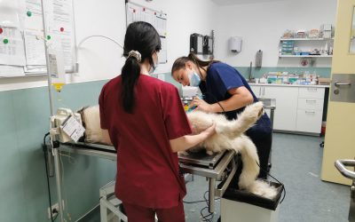 Tornano le spayathon (maratone di sterilizzazioni)