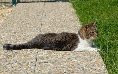 L’importanza dell’ambiente per il benessere degli animali