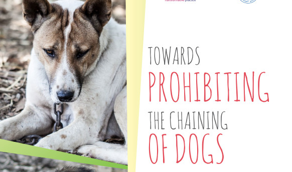 International report “Towards prohibiting the chaining of dogs”