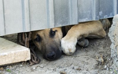 Abbiamo vinto! Introdotte multe severe a chi incatena un cane in Campania