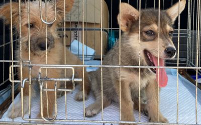 Lulia e Sofie salvate dal tuo aiuto