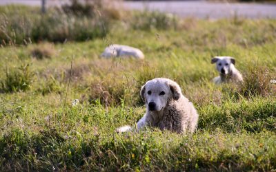 Regionali in Calabria, Save the Dogs lancia il manifesto contro il randagismo