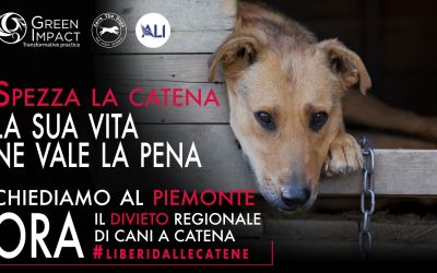 Chiediamo al Piemonte il divieto regionale di cani a catena, ora!
