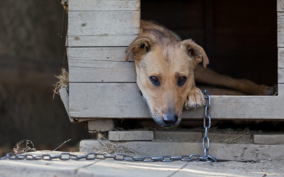 Shackle-free dogs in the Piedmont region