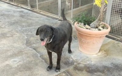 Non Uno di Troppo Campania – Geronimo è fuori pericolo!