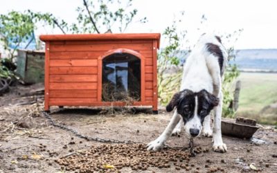 Cani a catena: anche il Piemonte dice no