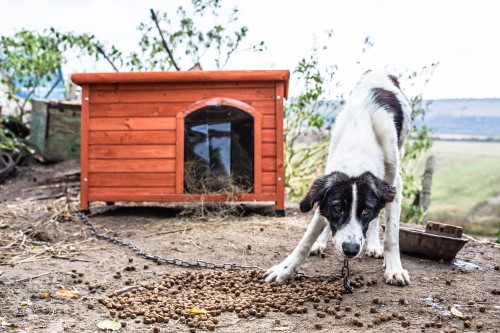 Cani a catena: anche il Piemonte dice no