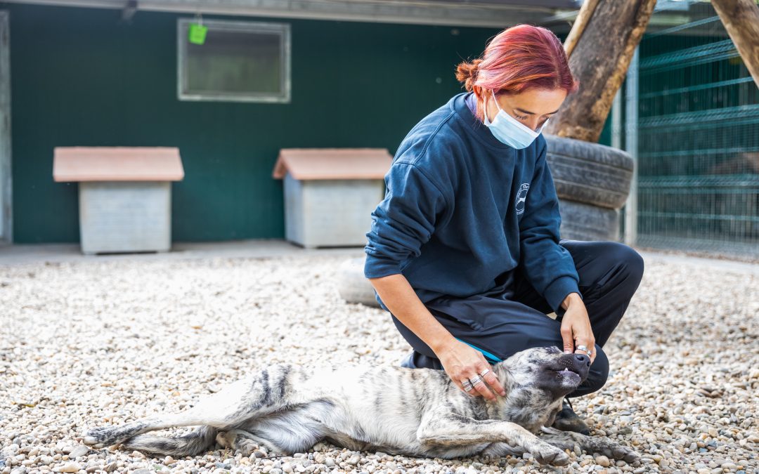 Despite the pandemic, it was ‘business as normal’ at our clinic in Romania