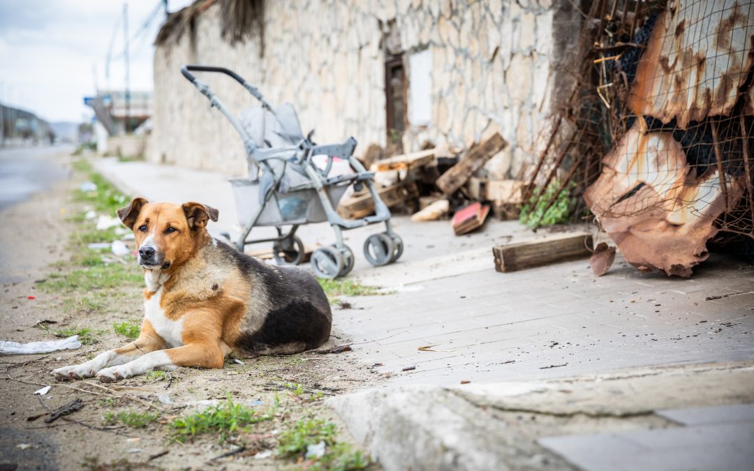 ‘Too Many Puppies’ programme – 5,000 puppies saved from living as strays