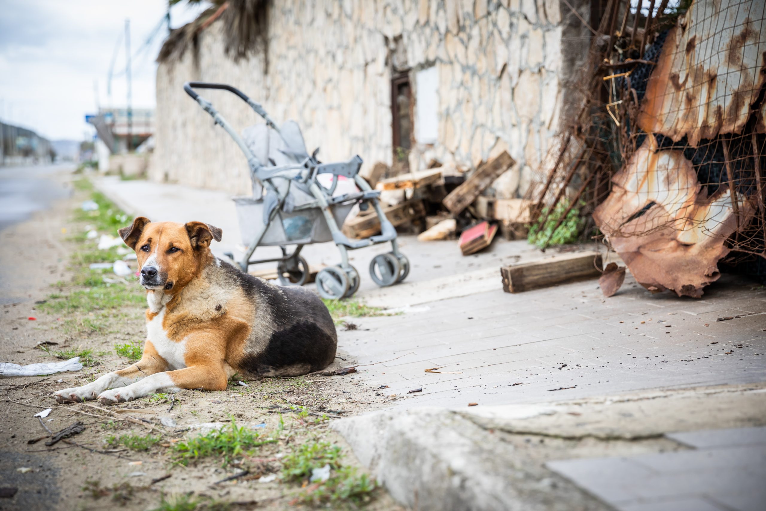 Too Many Puppies' programme – 5,000 puppies saved from living as strays -  Save the Dogs and other Animals Onlus