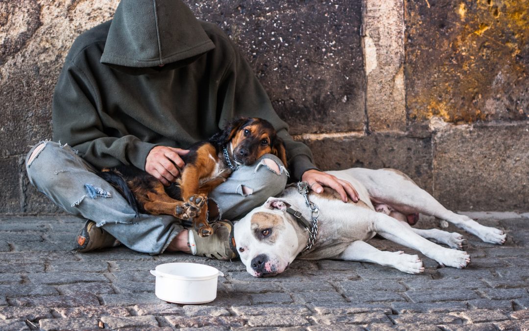 The “Friends on the streets, companions for life” project: a tangible way of showing support for humans and animals
