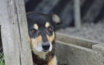 Gli animali entrano nella Costituzione, ora chiediamo azioni concrete