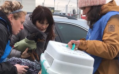 Save the Dogs lancia un appello alle compagnie aeree Low Cost