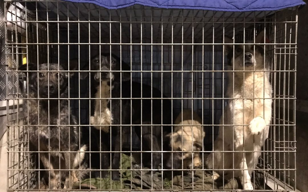 30 cani di Odessa tratti in salvo dalla guerra