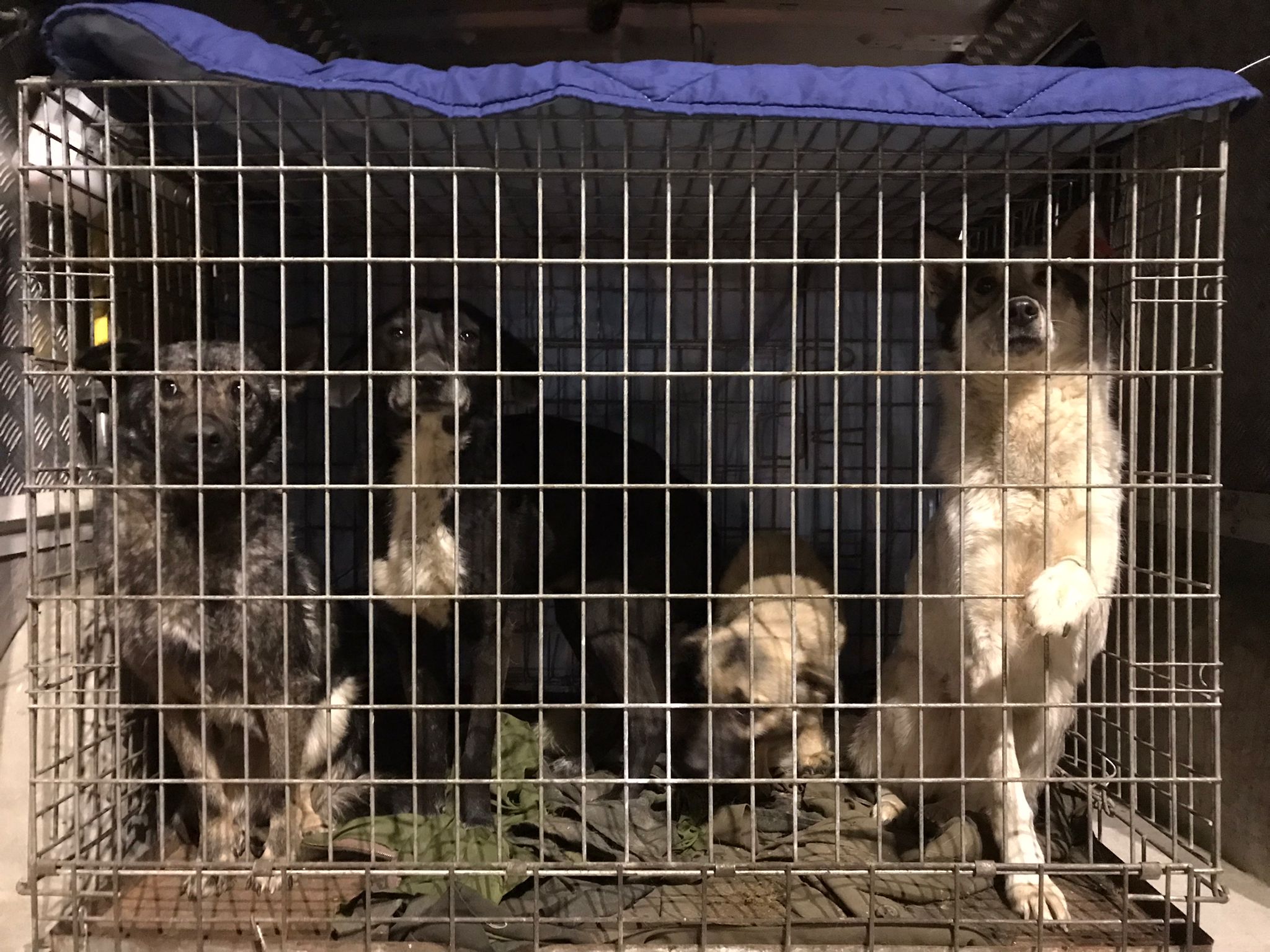 30 dogs from Odessa rescued from the war - Save the Dogs and other Animals  Onlus