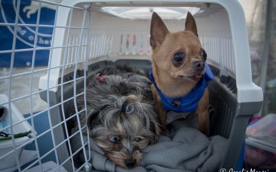 Bielka, il Chihuahua di Kherson riabbraccia la sua famiglia a Tulcea in Romania