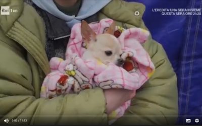 Il lavoro di Save the Dogs alla frontiera raccontato in TV