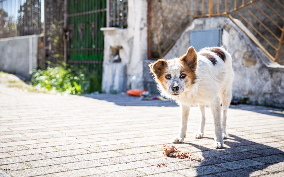Save the Dogs diventa Fondazione ETS (ENTE DEL TERZO SETTORE)