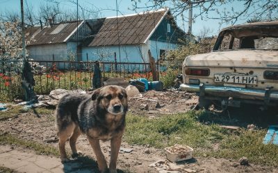 The village of lost dogs in Ukraine