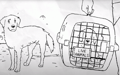 Allevamento, identificazione e vendita di cani e gatti: è nata una nuova piattaforma