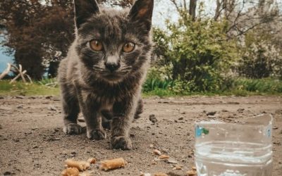 Ucraina, il nostro impegno continua