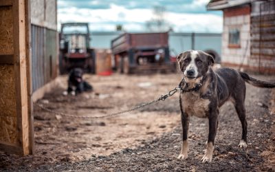 Incendi, in pericolo migliaia di cani a catena