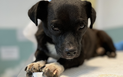 L’aiuto speciale di ‘Veterinari Senza Frontiere’ per Save The Dogs