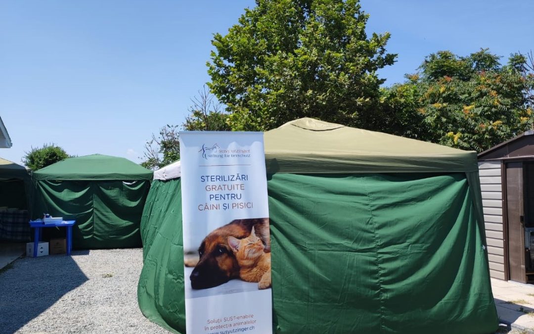 România – 80 de animale sterilizate într-o singură zi