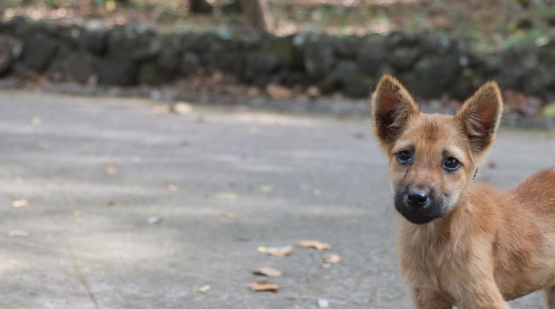 L’aiuto agli animali dei villaggi poveri in Romania