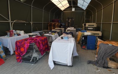 Round up at Cernavoda – The first 20 dogs rescued