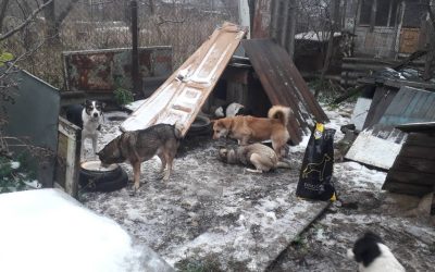 „Nu mai este nimic acolo, doar moloz.” Drama câinilor din orașele fantomă din Ucraina