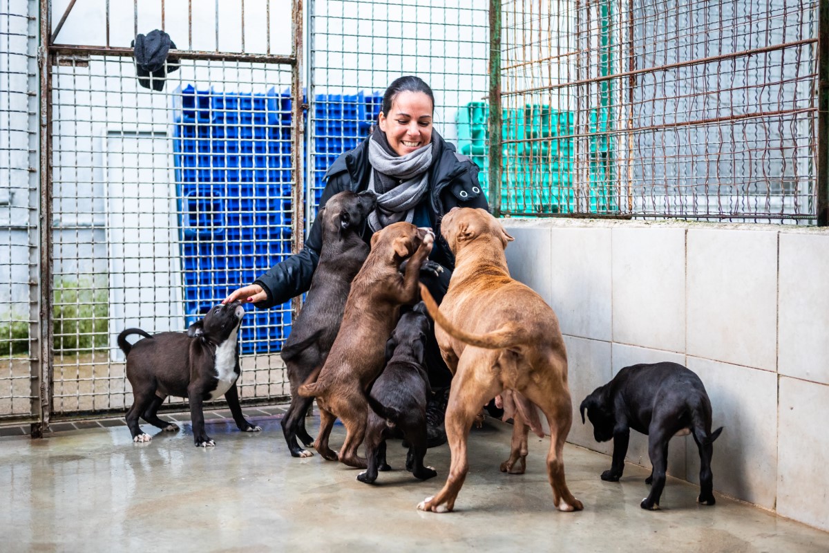 Salvation for Maya and her pups - Save the Dogs and other Animals Onlus