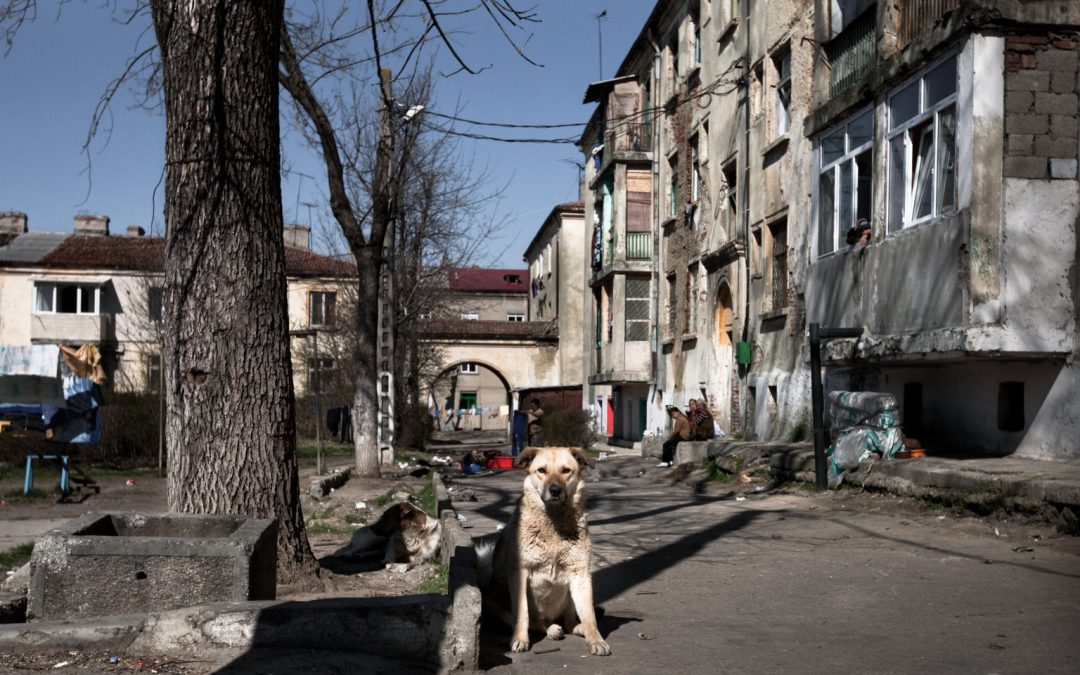 A young woman dies on the outskirts of Bucharest, attacked by a pack of dogs