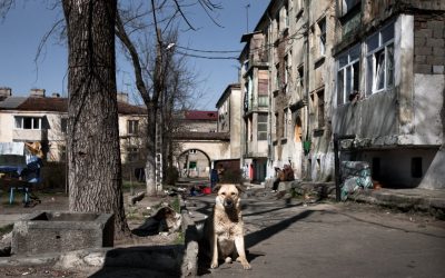 O tânără a murit la marginea Bucureștiului atacată de o haită de câini